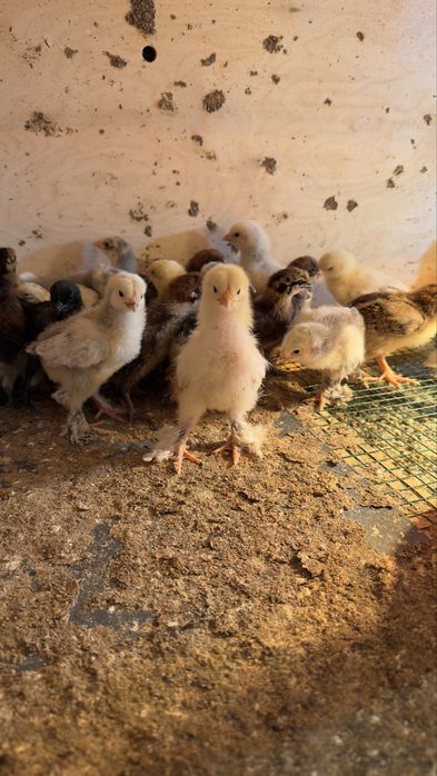 Yirik Brama jo‘jalari sotiladi (toza zot)