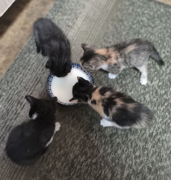 Отдам котят бесплатно