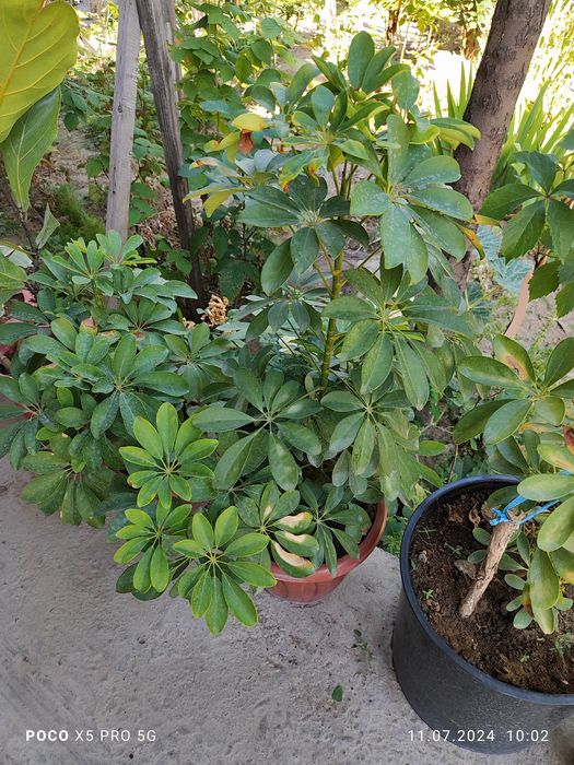 Домашние цветы  алиандир