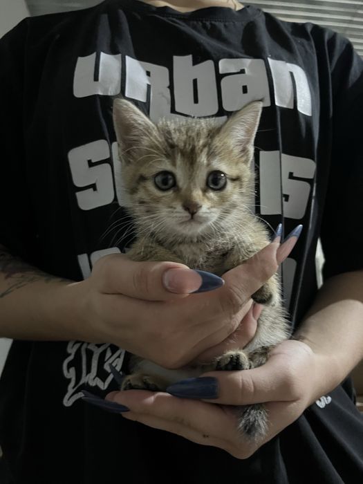 Отдам котят , в хорошие руки  , все девочки