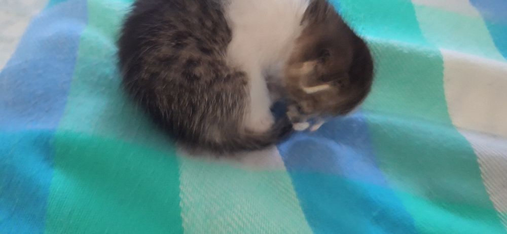 Отдам котенка бесплатно