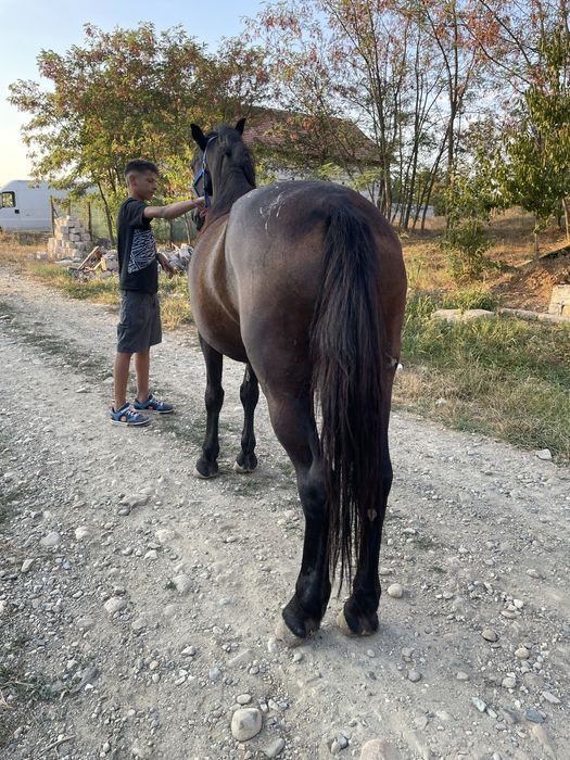 De vnzare iap de 7 ani garanta de caruța