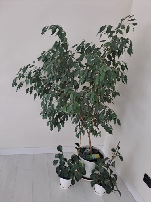 Фикус Бенджамина продам