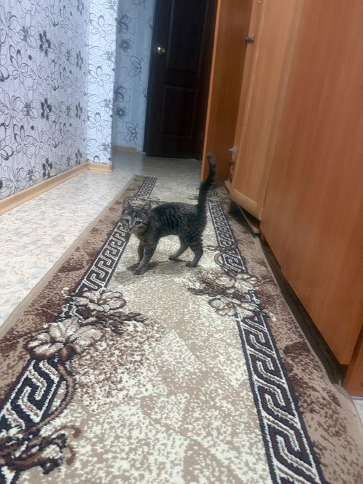 Отдам в хорошие руки