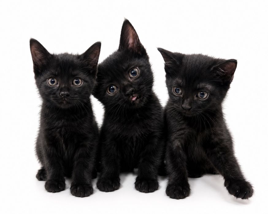 Котята ищут добрые руки