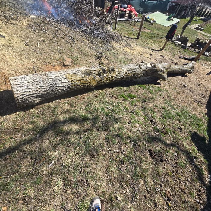 Trunchi de nuc de vanzare