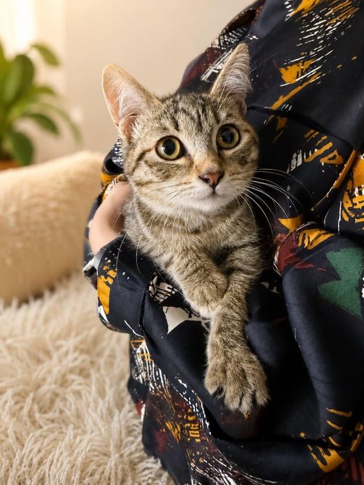 Котёнок в добрые руки