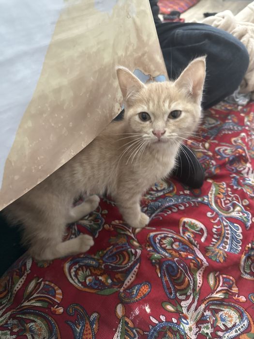 Мысық 3айлық жаксы