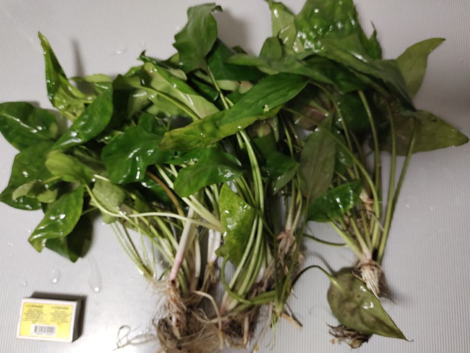 Криптокарина Понтедереволистная