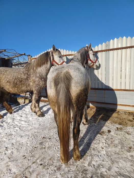 Vând 2 iepe jud.Neamț