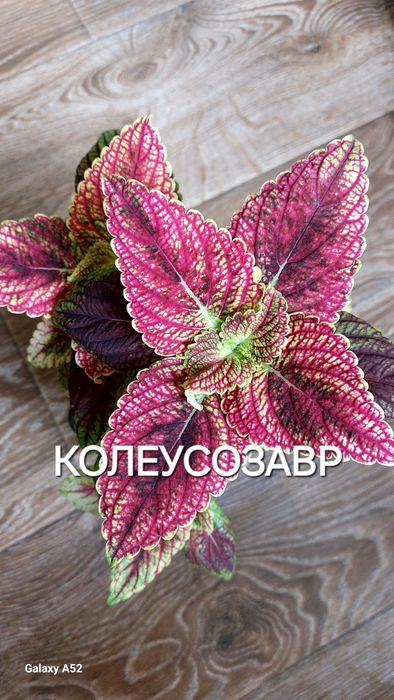 КОЛЕУСЫ. Листай карусель