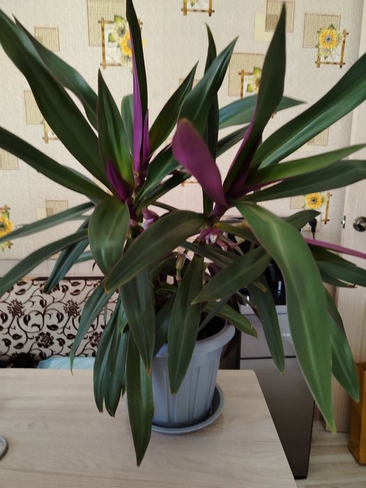 Фиолетовое чудо	- Рео