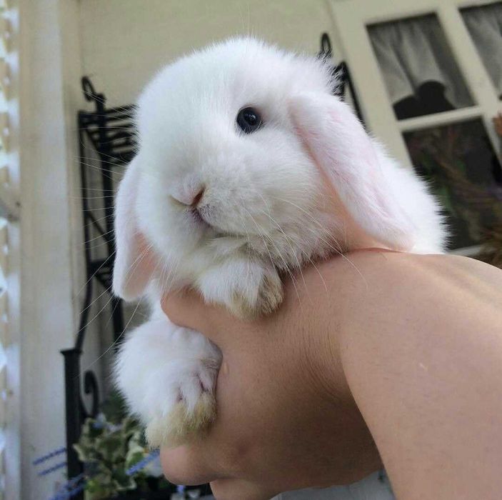 Iepurasi pitic berbec german - mini lop