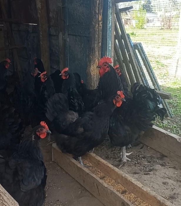 Цыплята суточные