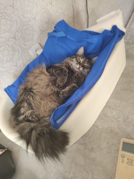 Отдаю кошек в добрые руки