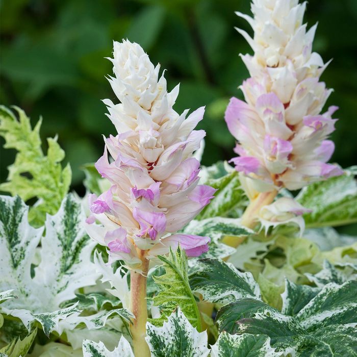 Акантус (Меча стъпка)