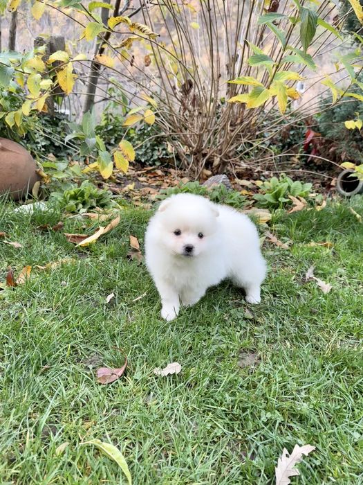 Померан момиче със втора ваксина. Померанче