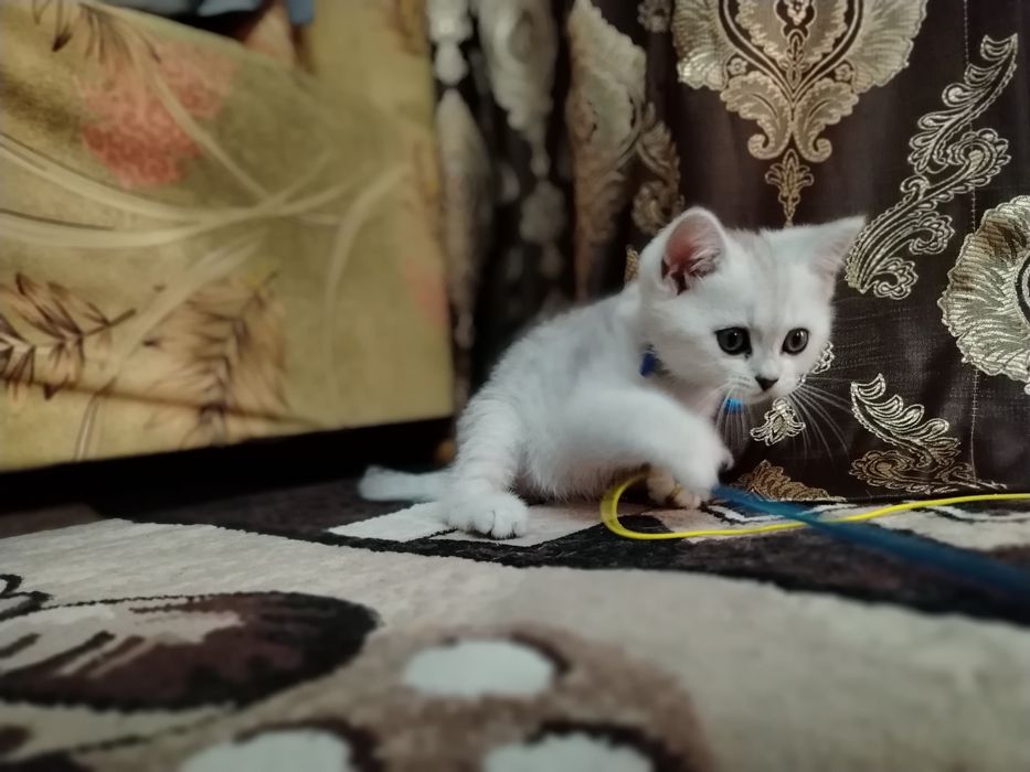 Животных котёнка  100 га 100 тоза шиншилла