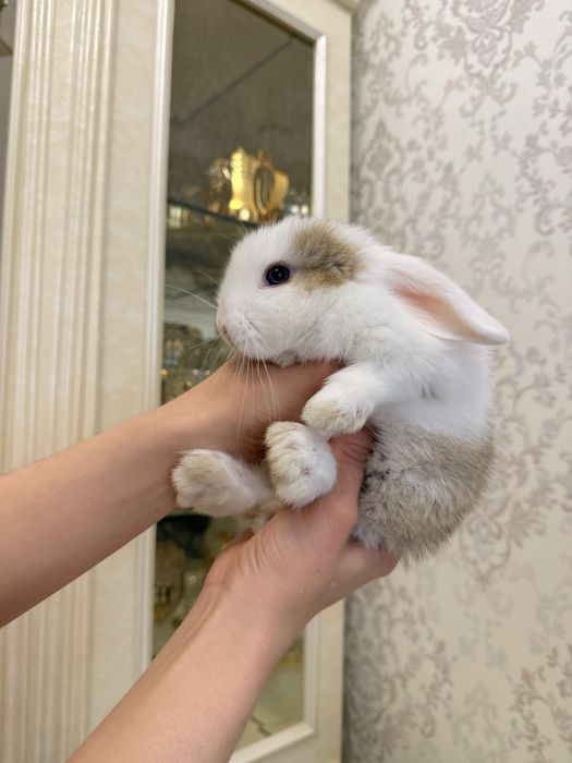 Karlik dekorativniy quyoncha