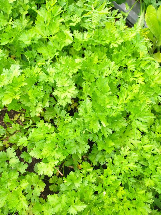 Продаю дачу в Михайловке, 12 соток