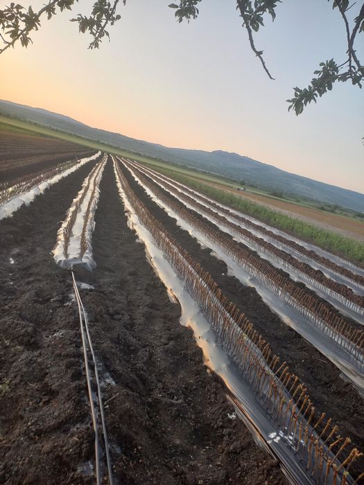 Butasi vita de vie anul 2 și anul 3