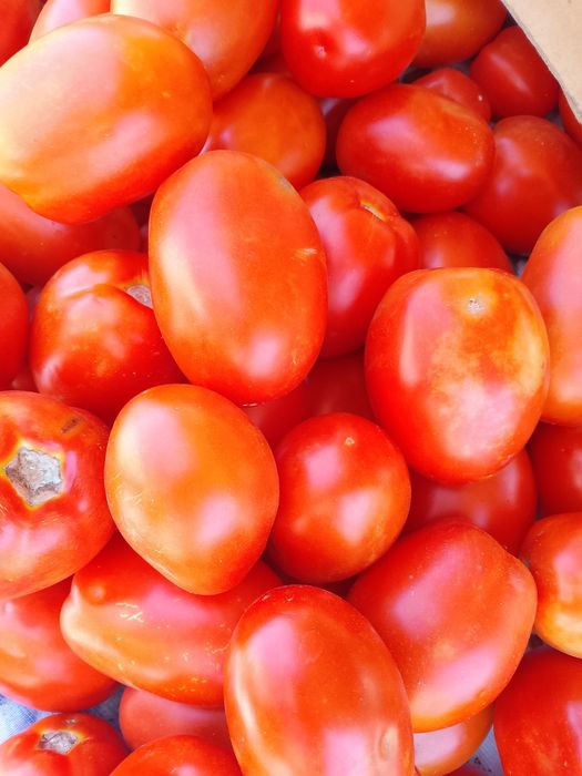 Продам домашние помидоры