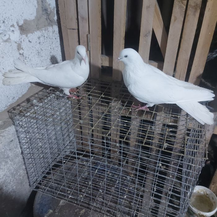 Бели Иран пара лет с игрой