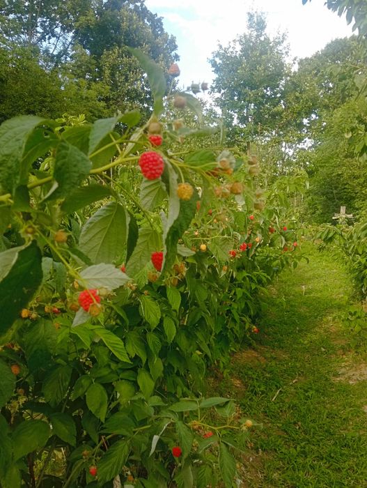 Vând butași de zmeură bine iradacinati