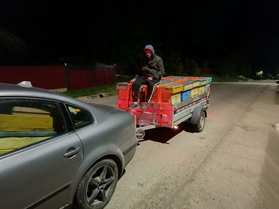 Vând puiet cu albina acoperitoare la alegere