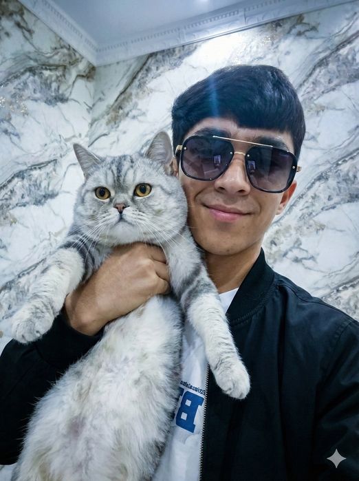 British Shorthair Chinchilla juda Chiroyli mushuk Sotuvda