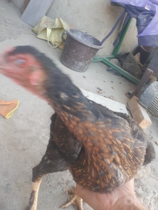 Brama xróz va duraga tovuģ sotiladi