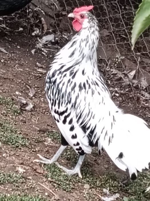 Cocoș australorp