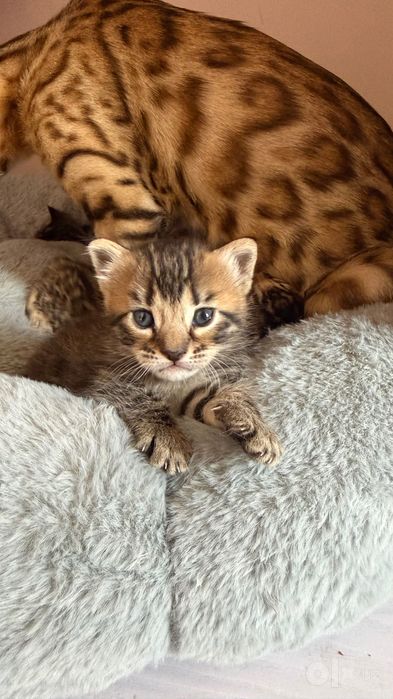 Бенгальская котята