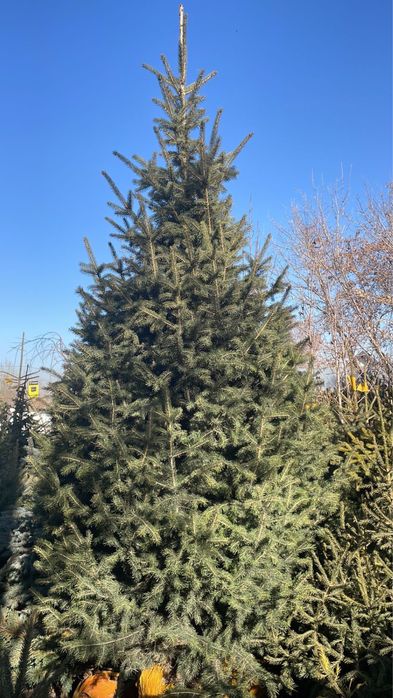 Новогодние живые ели