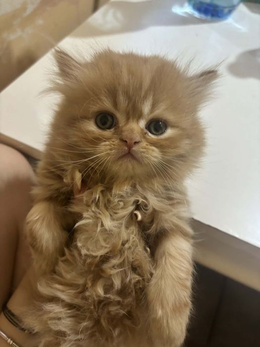 Персийски котенца