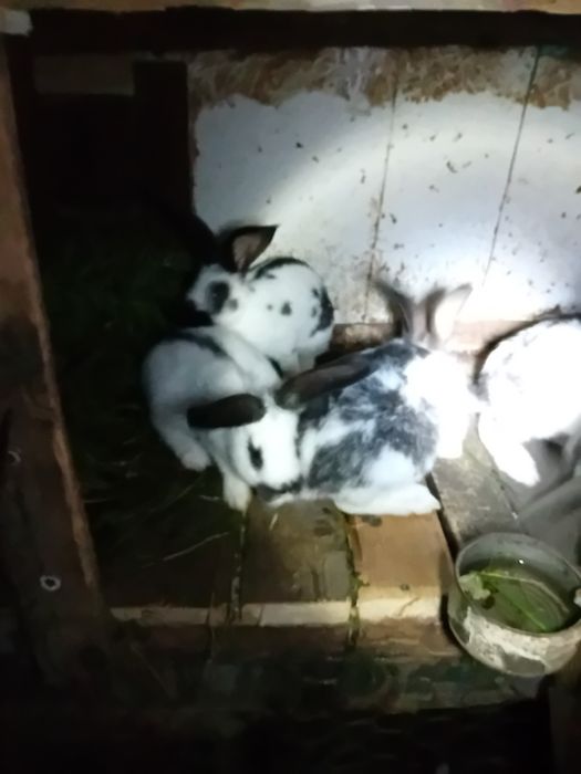 Vând iepuri fluture