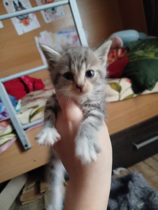 Отдам котят в хорошие руки