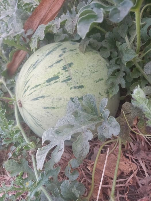 Тарвуз ачик абужахил