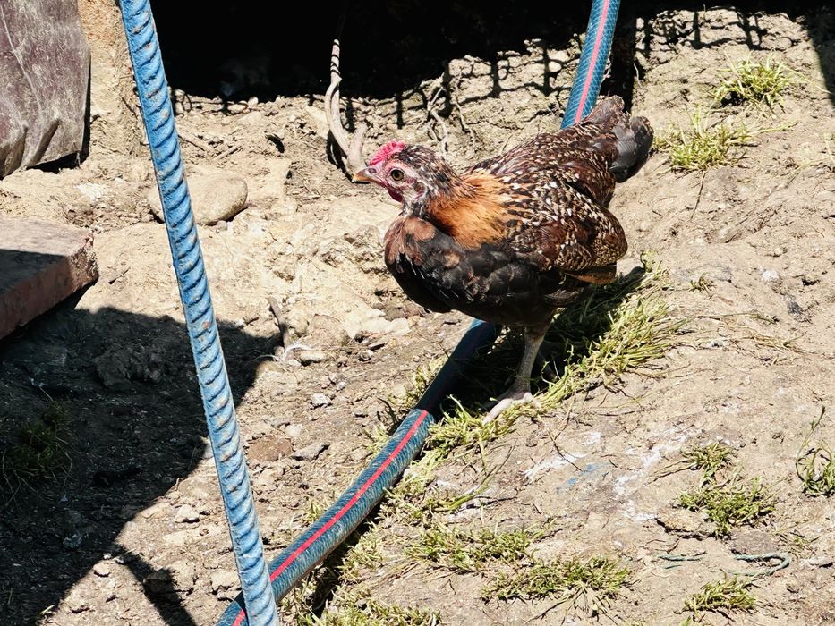 URGENT OFERTA 15 Pui de gaini americane pitice