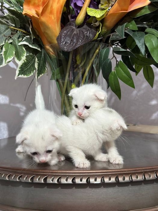 Белые котята скоттиш фолд
