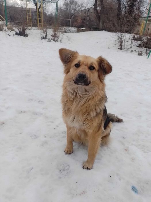 Собачка в добрые руки