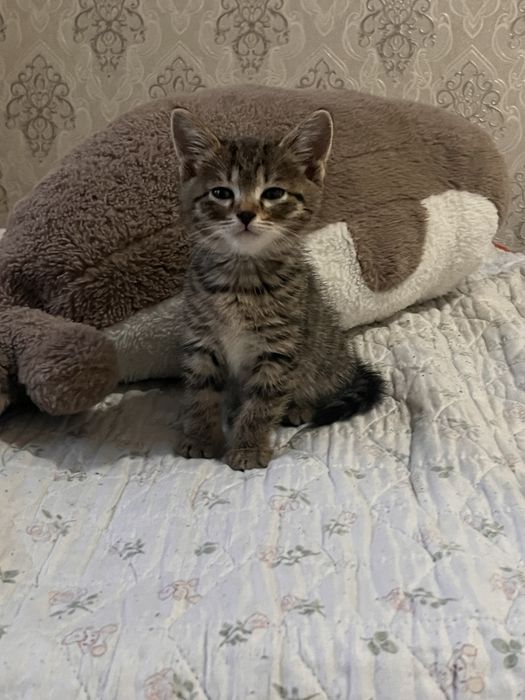 Отдам котят в добрые руки