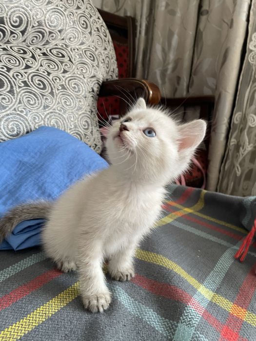 Продам сиамского котенка