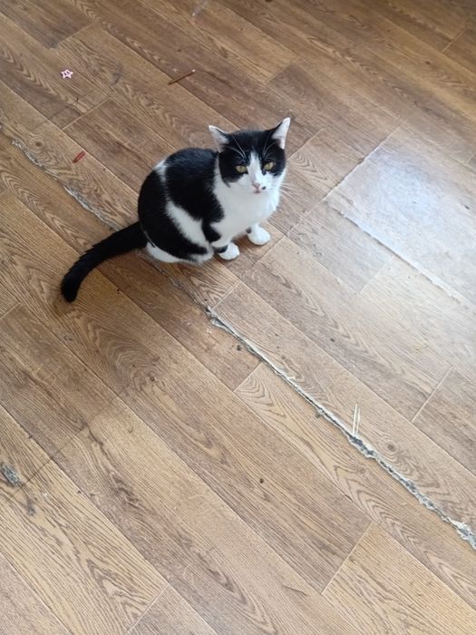 Отдам кота в добрые руки