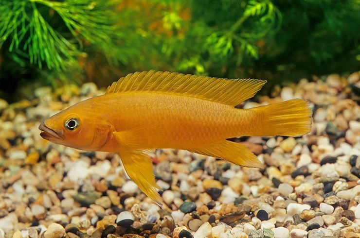 Leleupi akvarium balig'i