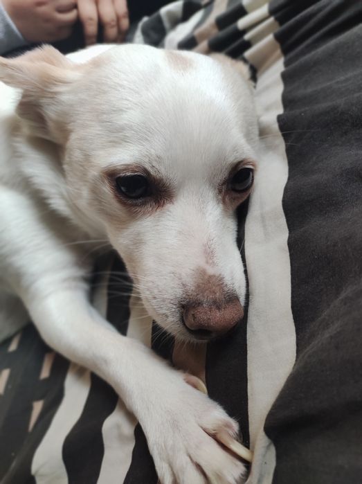 Кученце Бела. Умна и хигиенична !!