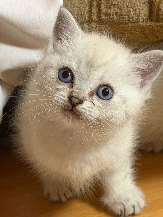 Белые пушистые котята
