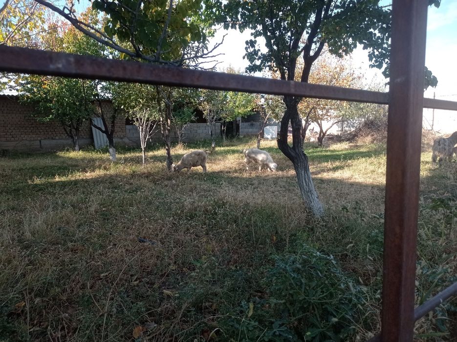 Ассалаумағалейкум шібіш сатылады семіз !!