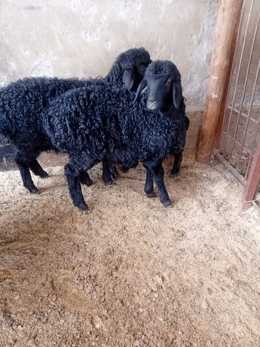 2еркек қозы сатылады