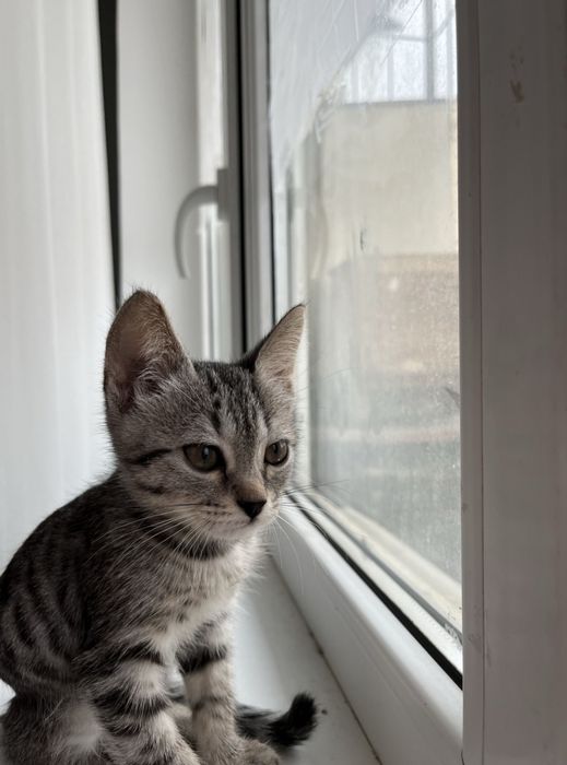 Котенок мальчик митис